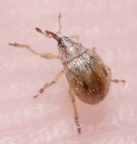 Réf. 162 988 : Corimalia sp.