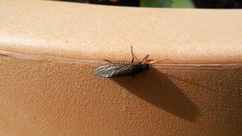 Sialis sp.