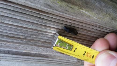 Sialis sp.