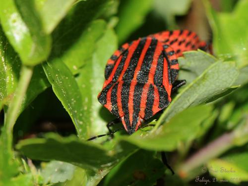 Graphosoma italicum