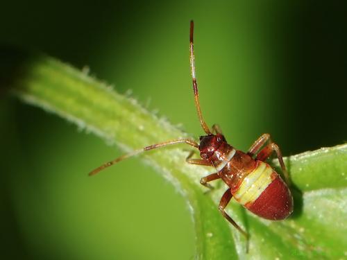 Closterotomus biclavatus