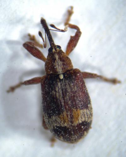 Anthonomus multifasciatus