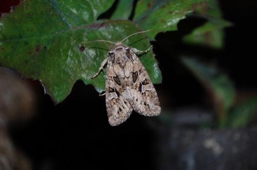 Réf. 162 225 : Pachetra sagittigera