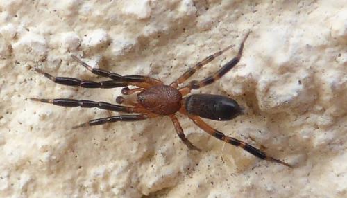 Setaphis parvula