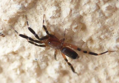 Setaphis parvula