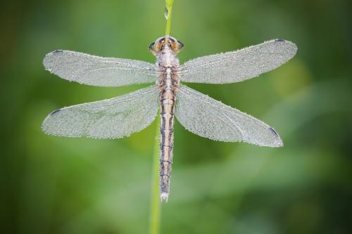 Réf. 162 700 : Orthetrum albistylum