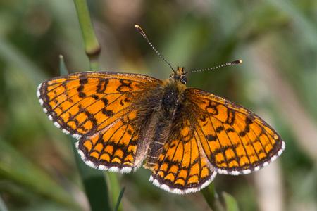 Réf. 162 959 : Melitaea parthenoides