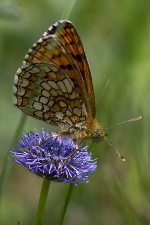 Réf. 162 960 : Melitaea parthenoides