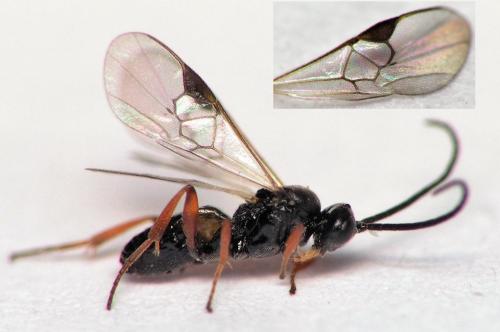 Réf. 162 790 : Microgastrinae inconnu