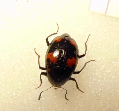 Réf. 162 764 : Scaphidium quadrimaculatum