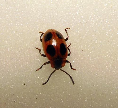 Endomychus coccineus