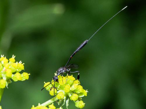 Gasteruption sp.