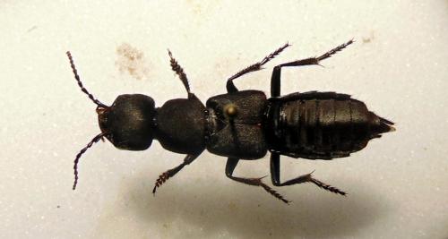 Ocypus sp.