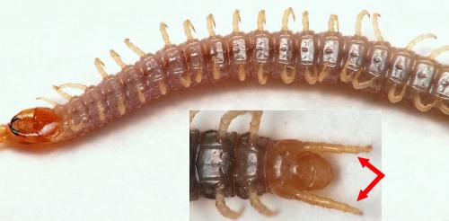 Geophilus carpophagus