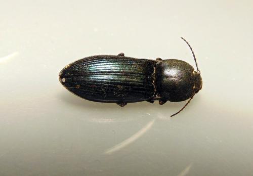 Selatosomus aeneus