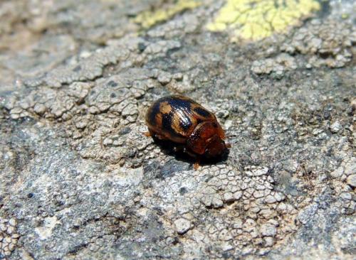 Gonioctena decemnotata