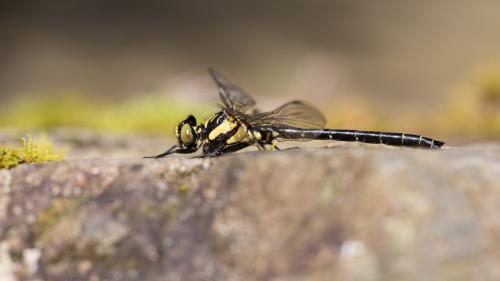 Lanthus fujiacus
