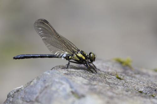 Réf. 162 930 : Lanthus fujiacus