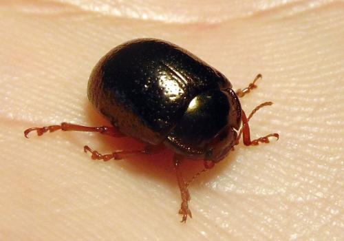 Réf. 162 521 : Chrysolina bankii