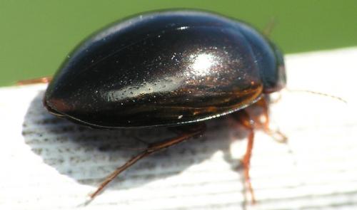Réf. 162 710 : Agabus sp.