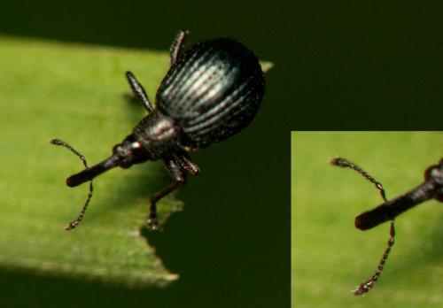 Réf. 162 097 : Ischnopterapion virens