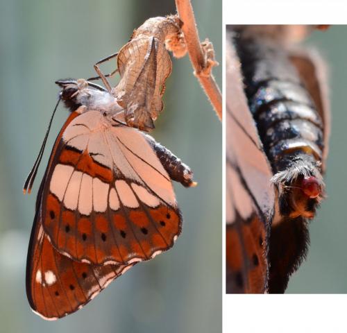 Limenitis reducta