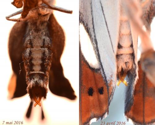 Limenitis reducta