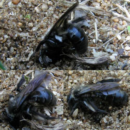 Andrena nigrospina