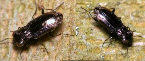 Réf. 162 084 : Notiophilus sp.