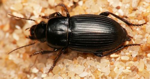Harpalus neglectus