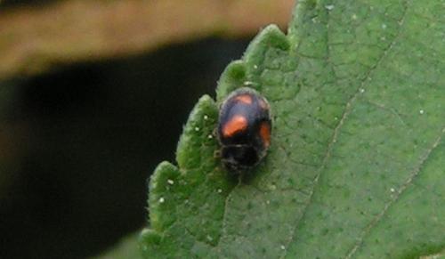 Nephus quadrimaculatus