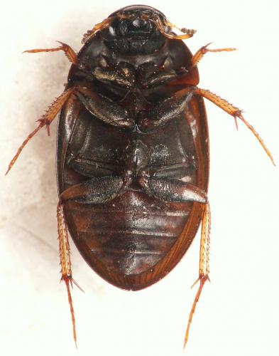 Réf. 162 709 : Hydrobius fuscipes