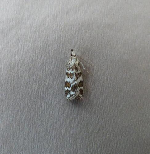 Réf. 162 896 : Scoparia pyralella