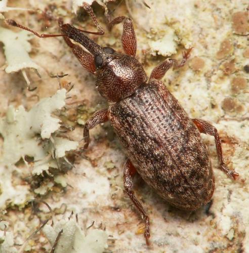 Réf. 162 706 : Dorytomus taeniatus