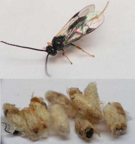 Réf. 162 789 : Microgastrinae inconnu