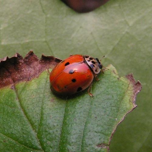 Réf. 162 099 : Adalia decempunctata