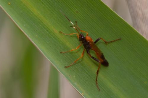 Ctenochares bicolorus
