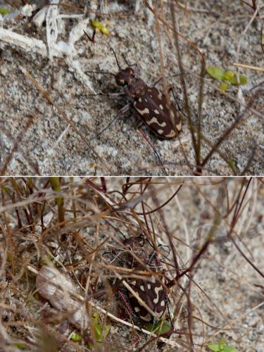 Réf. 162 117 : Lophyra flexuosa