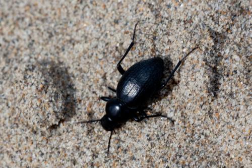 Réf. 162 224 : Tentyria mucronata