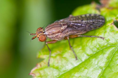 Pherbina sp.