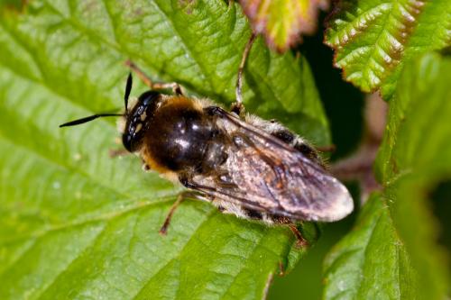 Stratiomys longicornis