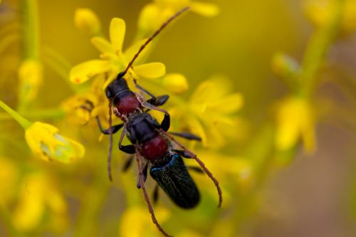 Certallum ebulinum