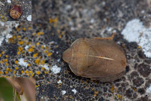 Réf. 162 250 : Eurygaster austriaca