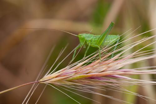Tettigonia viridissima