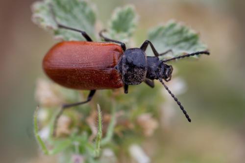Omophlus lepturoides