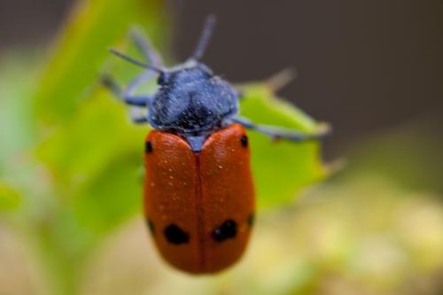 Lachnaia tristigma