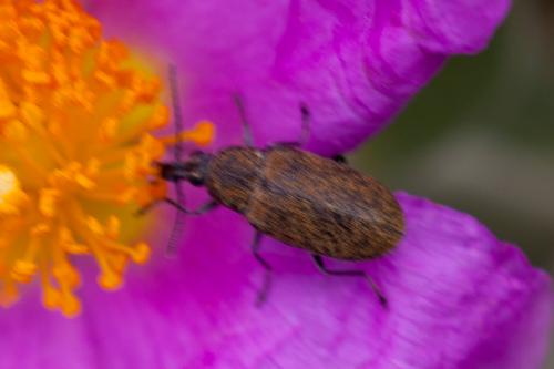 Réf. 162 560 : Mycterus curculioides