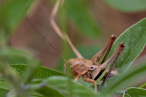 Réf. 162 559 : Decticus albifrons
