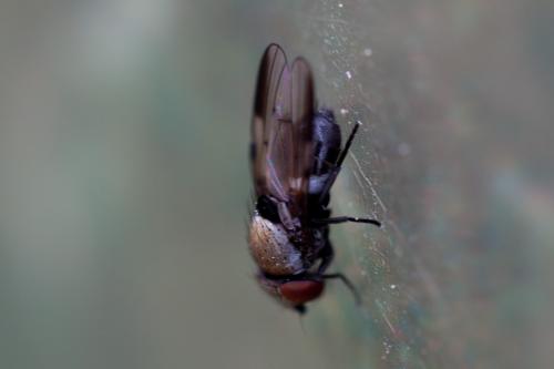 Milichia speciosa