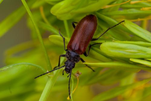 Omophlus lepturoides